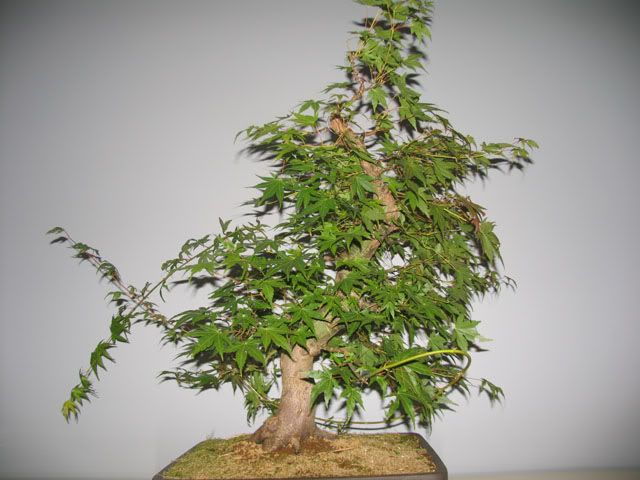 9 years work on a acer palmatum 17