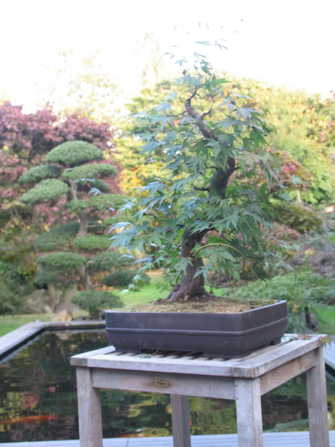 9 years work on a acer palmatum Bonsai004