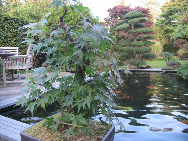 9 years work on a acer palmatum Bonsai034