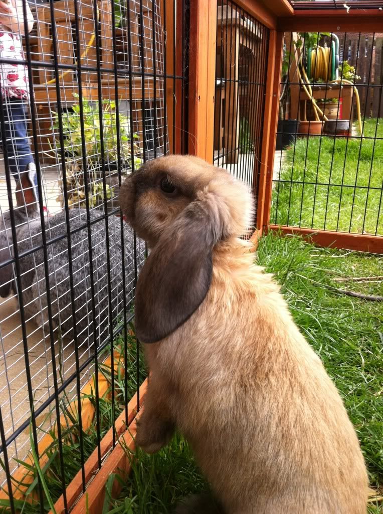 Nervous new baby bunny... advice please! 331