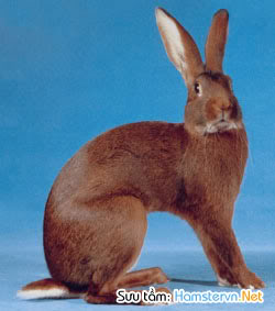 1 số giống thỏ  Belgian-hare-rabbit