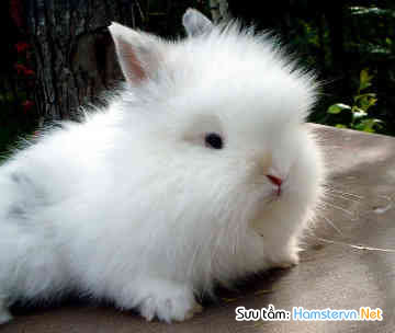 1 số giống thỏ  Lionhead-rabbit-0037