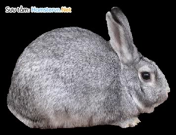 1 số giống thỏ  Standard_chinchilla_rabbit