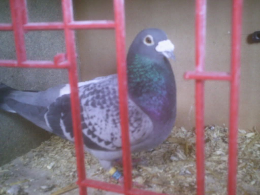 pigeon pics  PIC00125