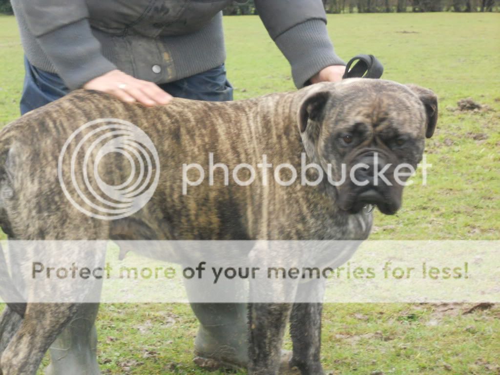 Corrina & Misty  - Bullmastiffs 007