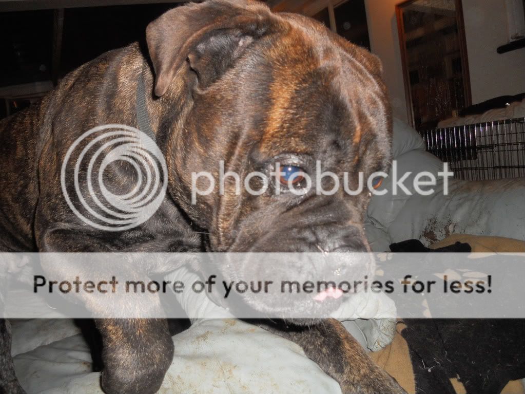 Corrina & Misty  - Bullmastiffs 018-1