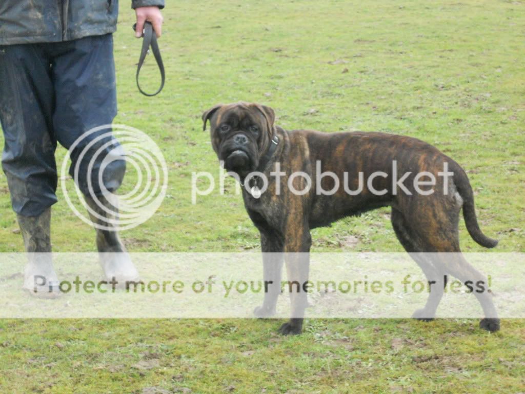 Corrina & Misty  - Bullmastiffs 019