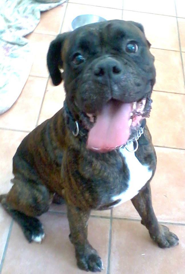 Rocky - Boxer - HOMED 1011453_639464706071201_1075819282_n