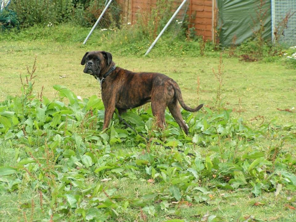 Rocky - Boxer - HOMED 1151023_639523979398607_113275274_n