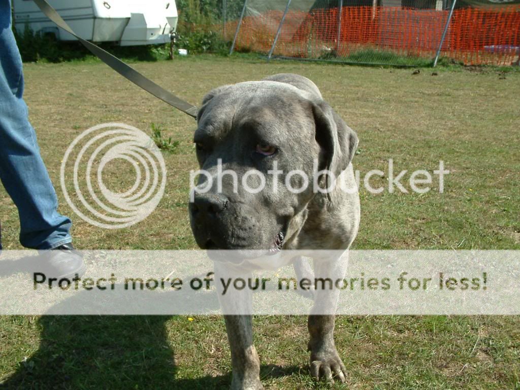 Walter - Cane Corso - Page 5 DSCF0133