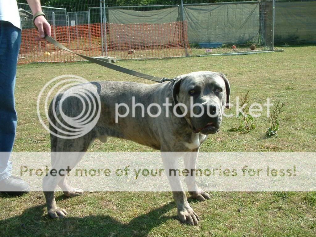 Walter - Cane Corso - Page 5 DSCF0136-1