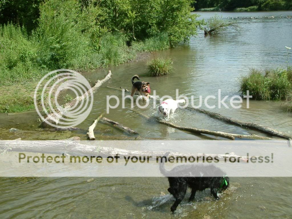 Mote Park Walk - Sunday 19th June 2011, 10 a.m. DSCF0372