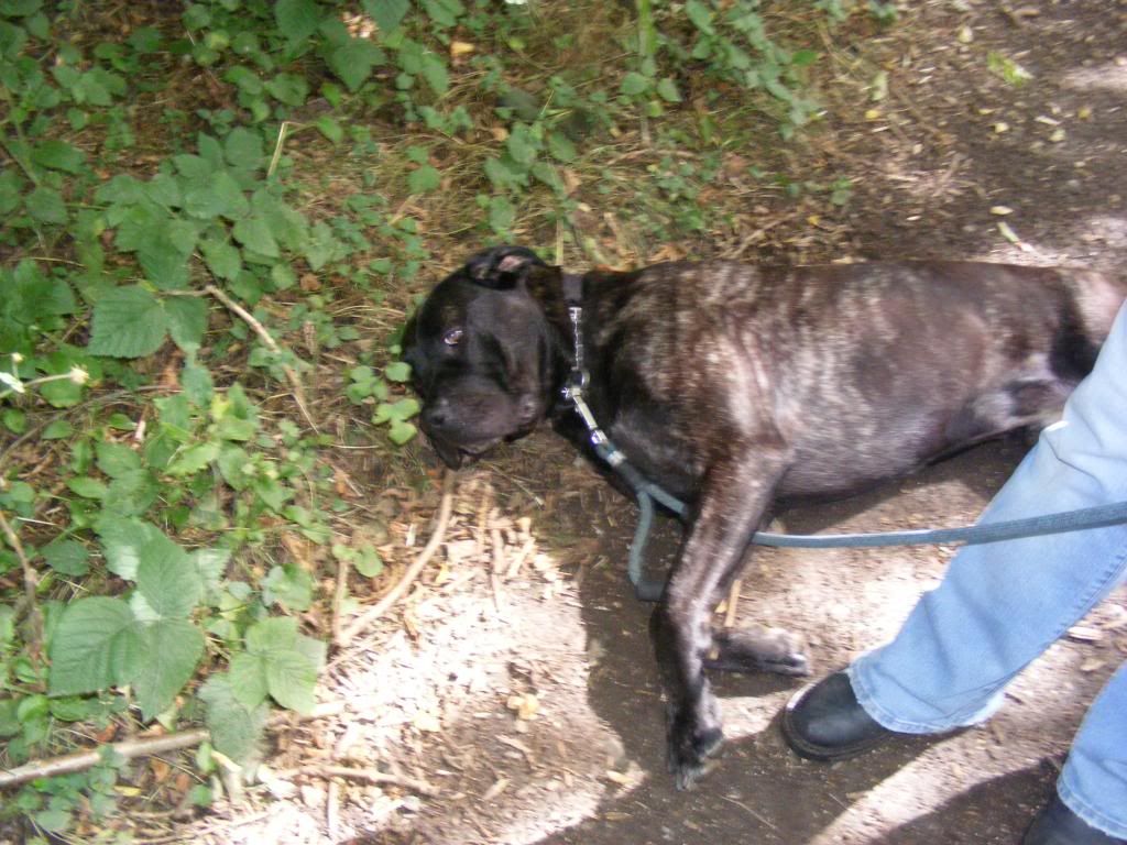 Ed - Cane Corso - HOMED - Page 2 Eddie1-1