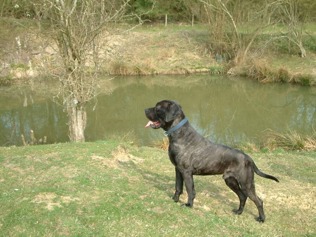 Ed - Cane Corso - HOMED - Page 2 Eddie1