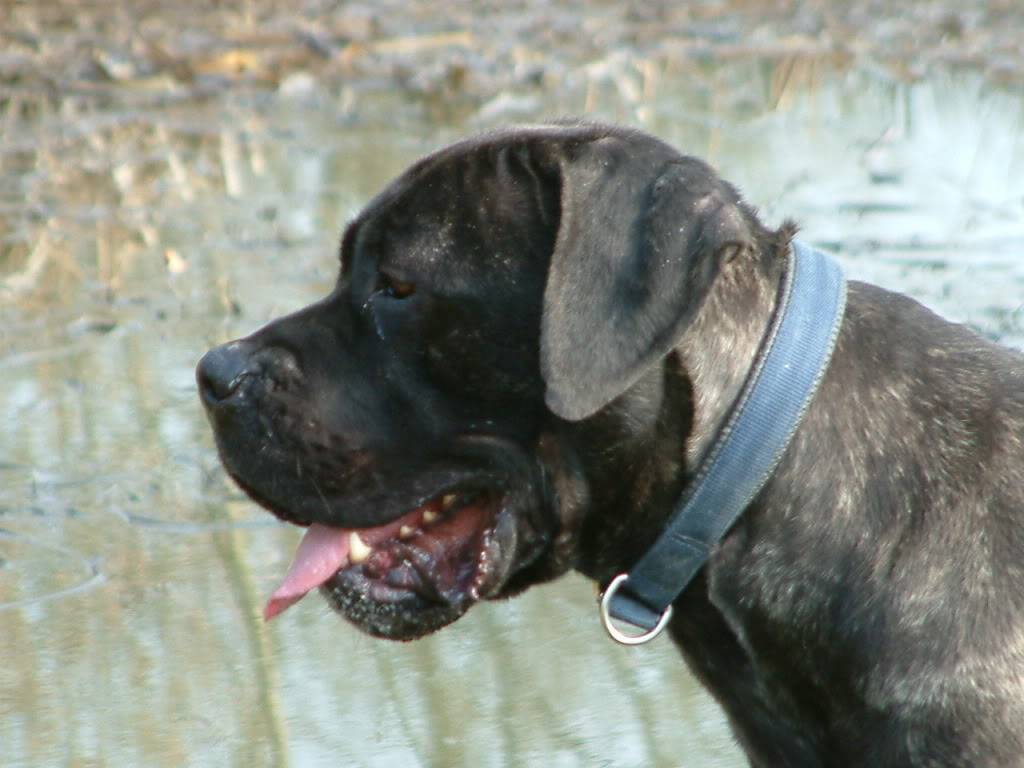 Ed - Cane Corso - HOMED - Page 2 Eddie2