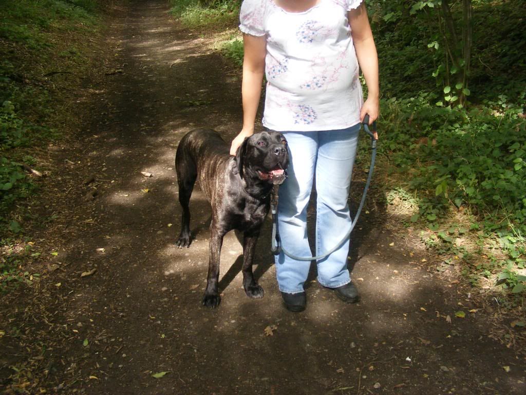 Ed - Cane Corso - HOMED - Page 2 Eddie3-1