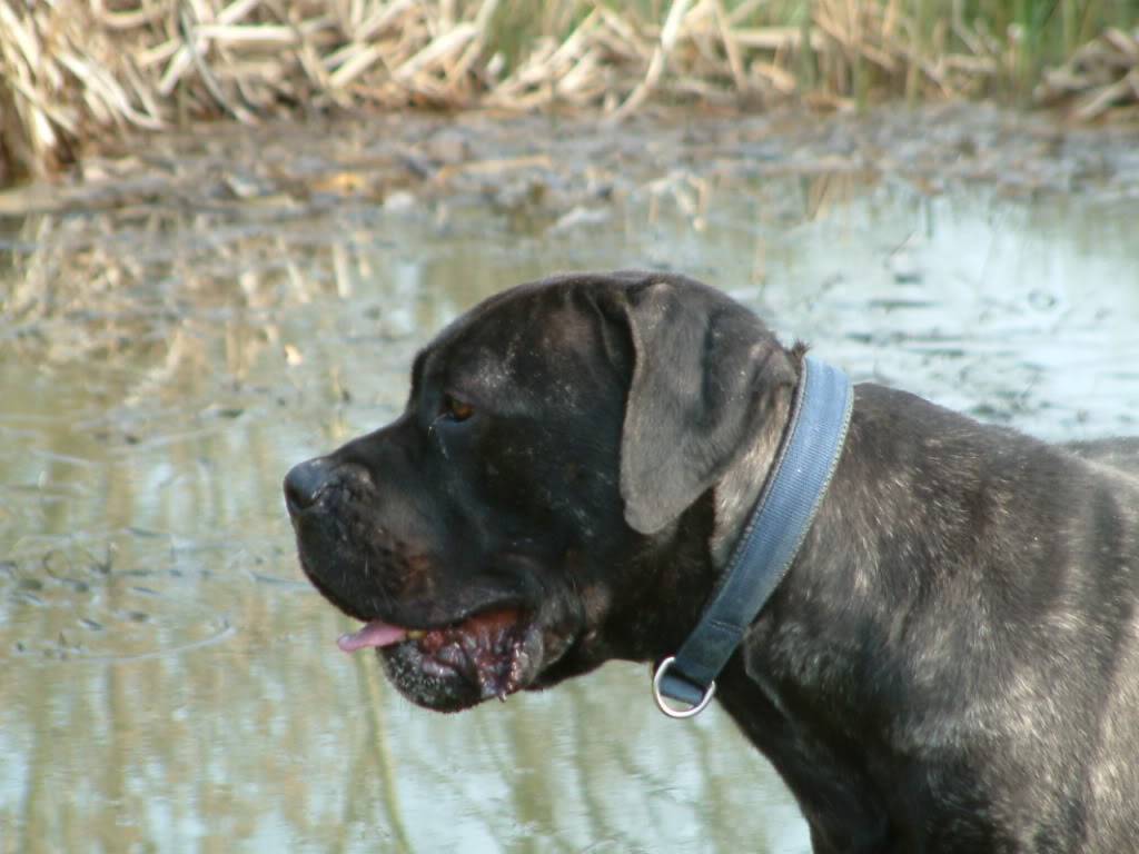 Ed - Cane Corso - HOMED - Page 2 Eddie3