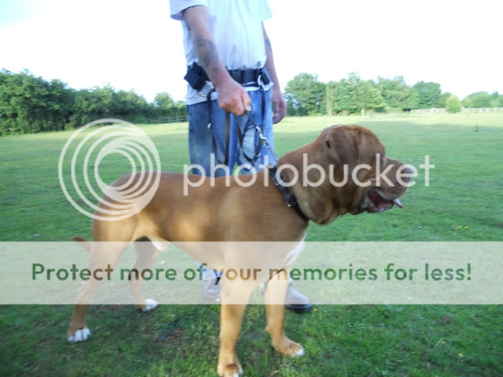 Marley - Dogue de Bordeaux cross Mastiff WednesdayLBDR018