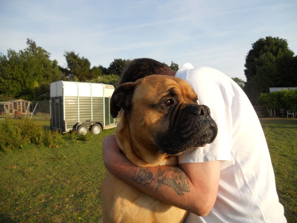 Teddy - bullmastiff- Homed WednesdayLBDR027