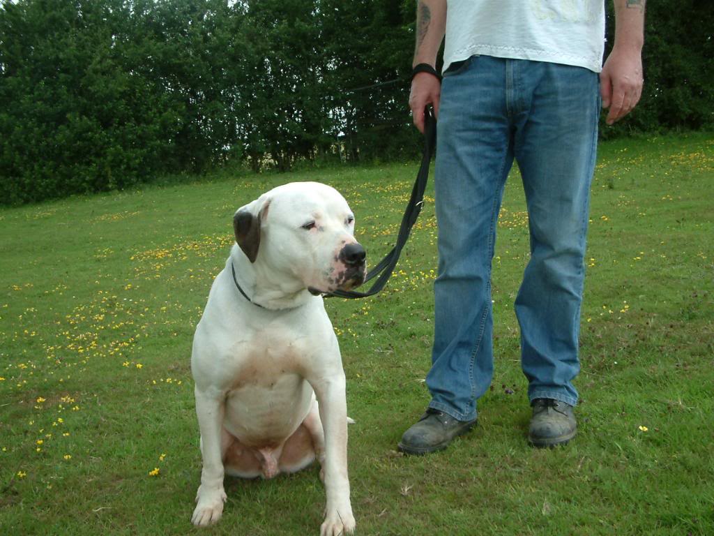 Bones - American Bulldog - Page 4 Bon3