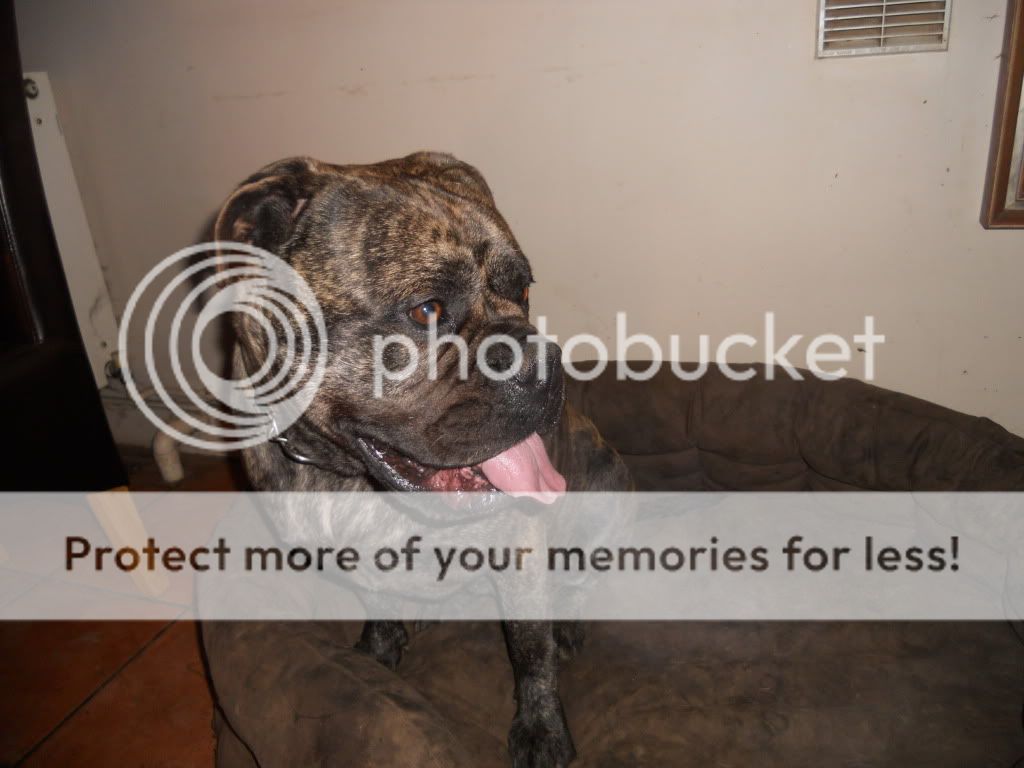 Corrina & Misty  - Bullmastiffs Corina