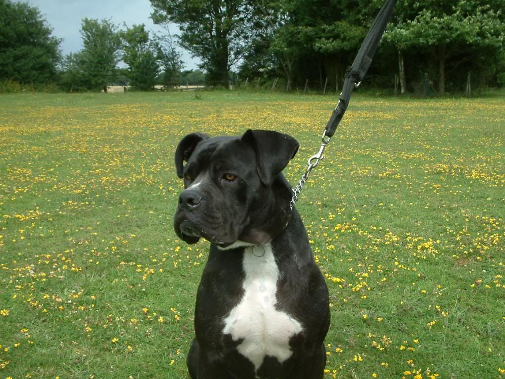 Kane - Cane Corso cross Kan1