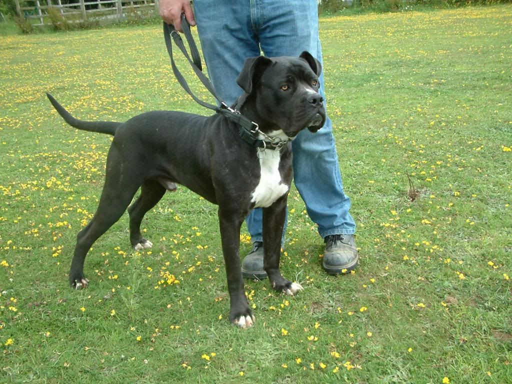 Kane - Cane Corso cross Kan4