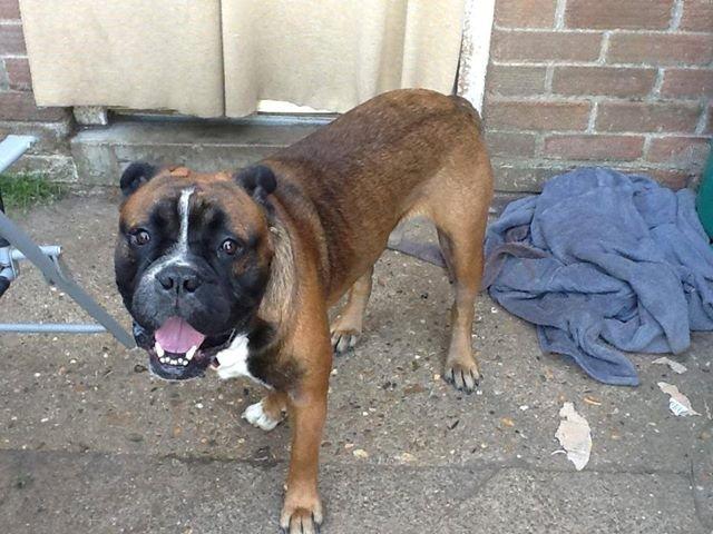 Rocco - Olde Tyne Bulldog - HOMED Oldtymebulldog