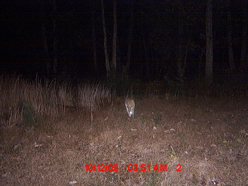 Coyote on the farm Dog