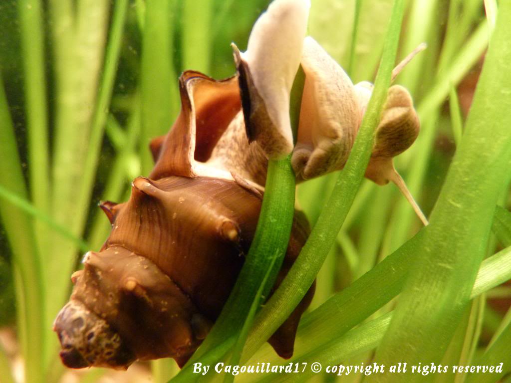 Brotia pagodula "escargot" P1000356