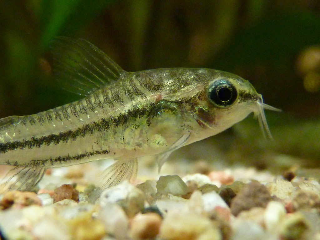 Corydoras Pygmaeus P1050710