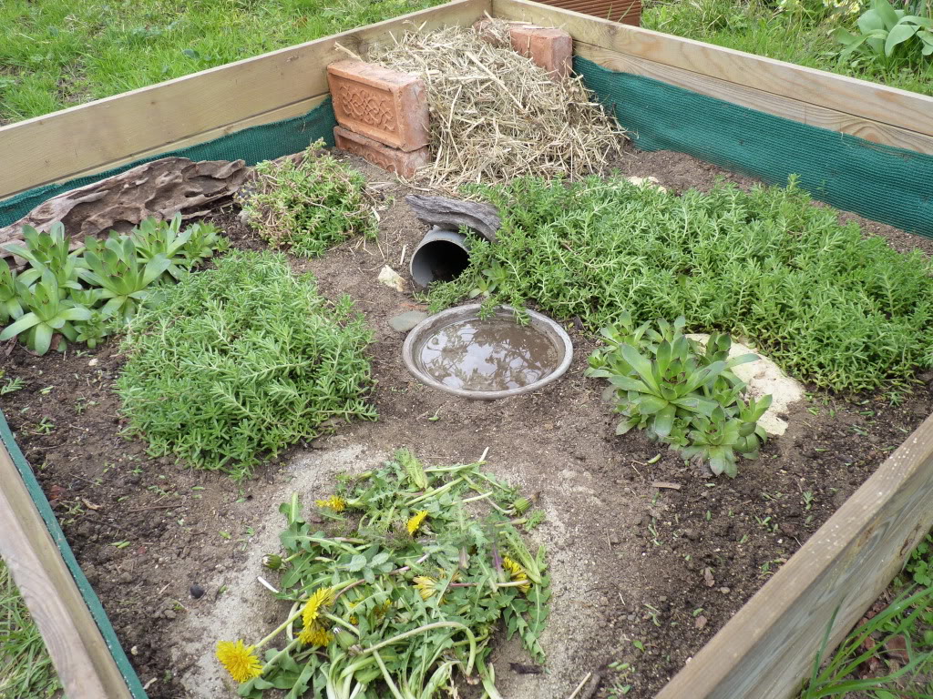 Hermann Plante Comestible Pour Tortue De Terre