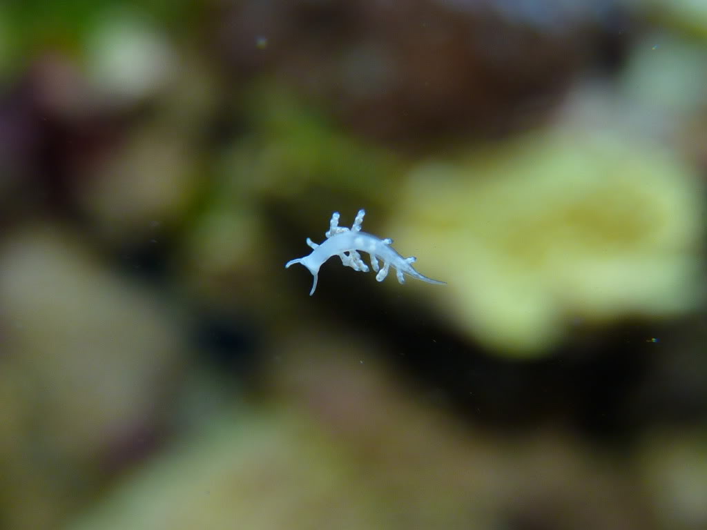 Nudibranche parasite Phestilla minor P1070998