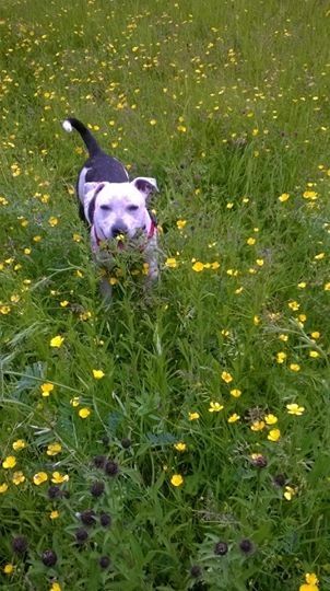 Our lovely Milo enjoying the park Milointhebuttercups