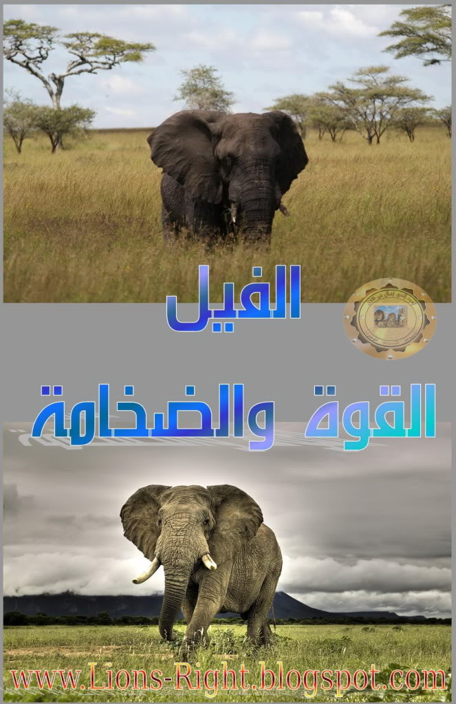 كتاب الفيل: القوة والضخامة pdf 05Elephant