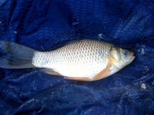 Fishing Report - 17/05/2010 1830-2100Hrs Crucian1-1