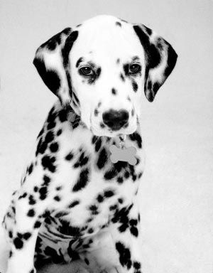 Majestic The Lost Dalmation-pup