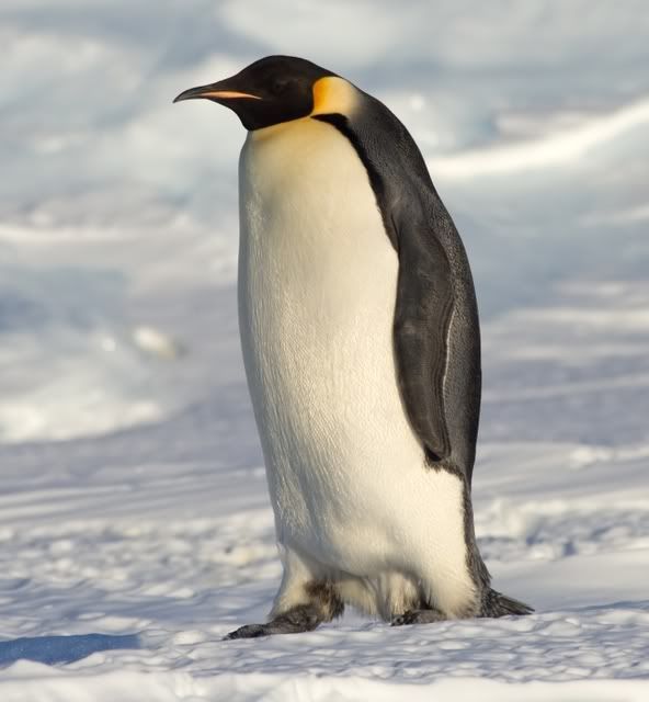 Cold and Lonely (OPEN) Emperor_Penguin_Manchot_empereur