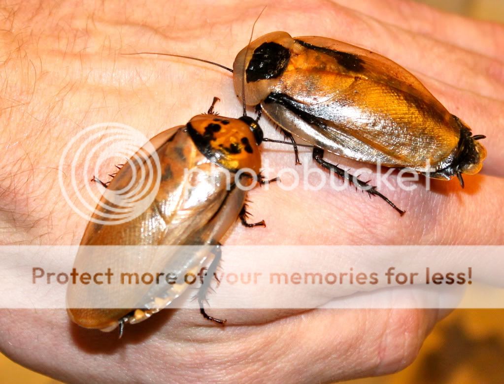 Blaberus Boliviensis Hybrids (two dot/discoid roach) IMG_0180