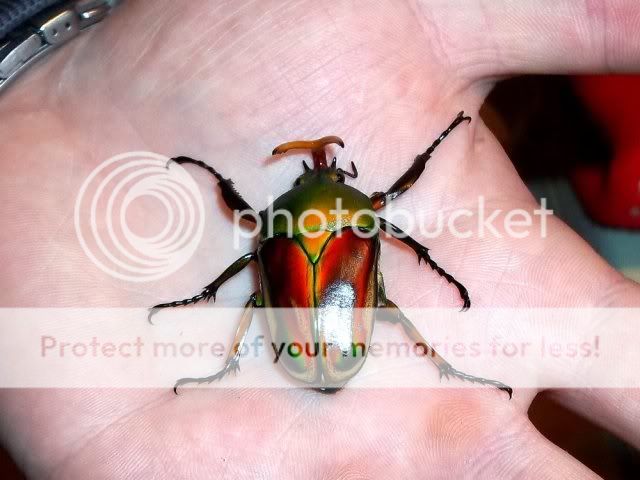 photos eudicella gralli allaeri 134201_186456014698577_100000025392519_689653_5971446_o