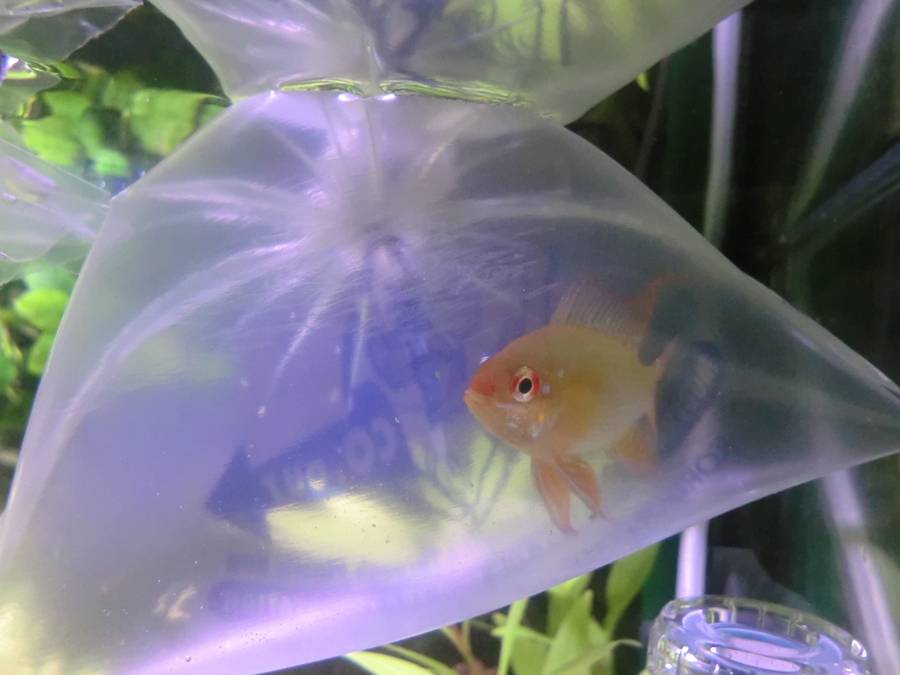 Mis nuevos Ramirezi Gold (Mikrogeophagus ramirezi) CIMG5638_zpsdf1eeced