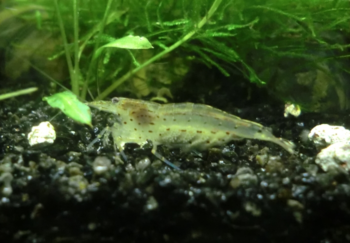 Mis caridina japonica ( fotos y vídeos ) CIMG6079_zps29cad62e