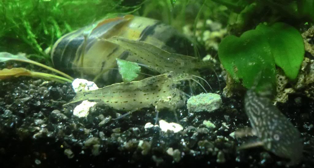 Mis caridina japonica ( fotos y vídeos ) CIMG6108_zps81445c02