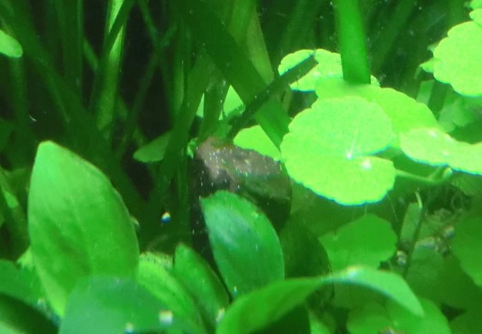 Hongos en unos troncos de mi acuario ? CIMG6363_zpsa06b6e8b