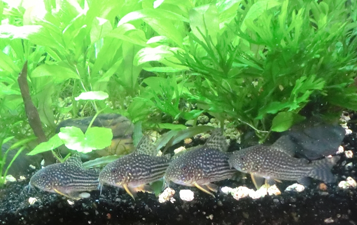 Corydoras sterbai para mi acuario comunitario. CIMG6386_zpsf9b82da3