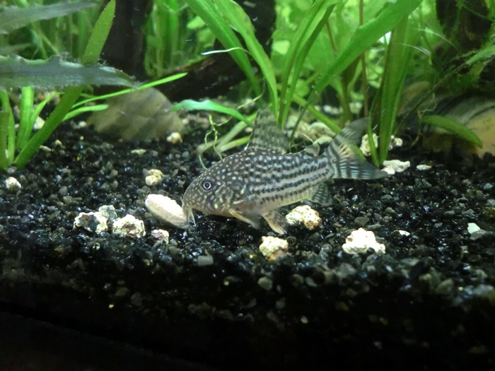 Cría de corydoras sterbai (1º puesta) - Página 3 CIMG6464_zps545d4967