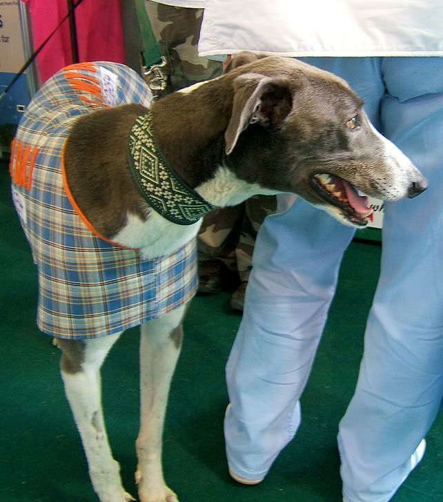 Django ~ 2yo Big Blue Greyhound Fella PetExpo201017