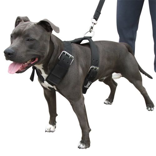 anyone know where i can get one of theses from online??? Blue-Staffy-SupaTuff-Harness-Blk