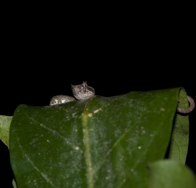 Some Central American B. schlegelii Greenorangeschleg