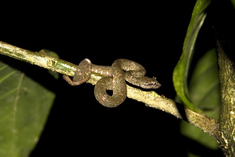 Some Central American B. schlegelii Greenorangeschleg2